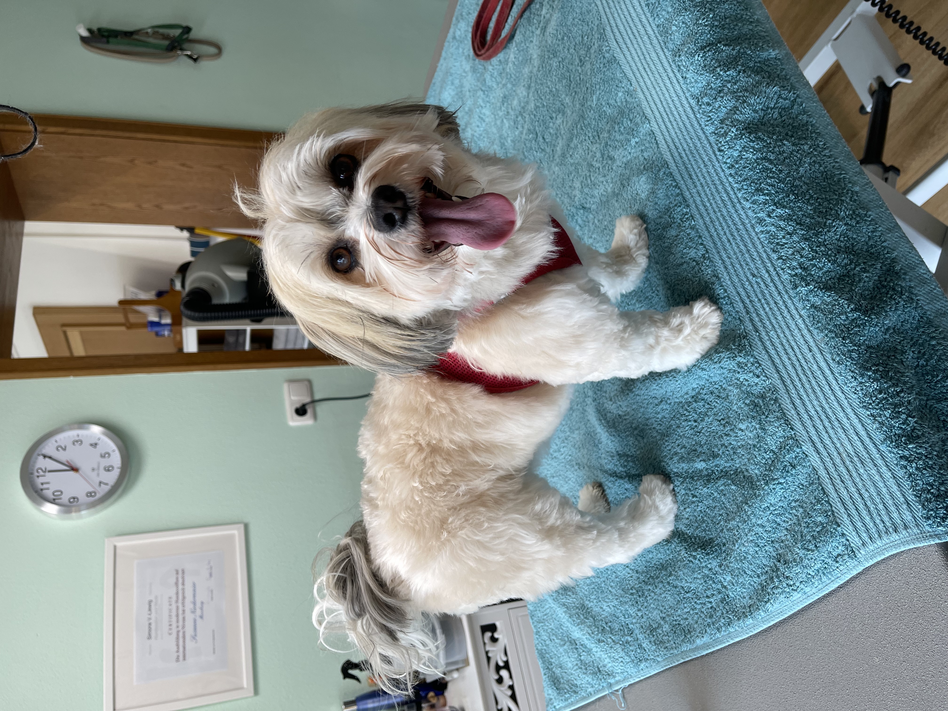 Top hundefriseur in der nähe moosburg