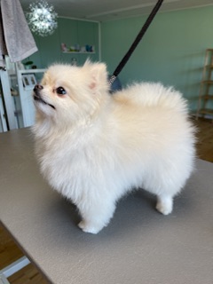 Top hundefriseur in der nähe moosburg