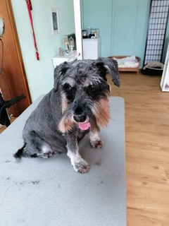 Top hundefriseur in der nähe moosburg