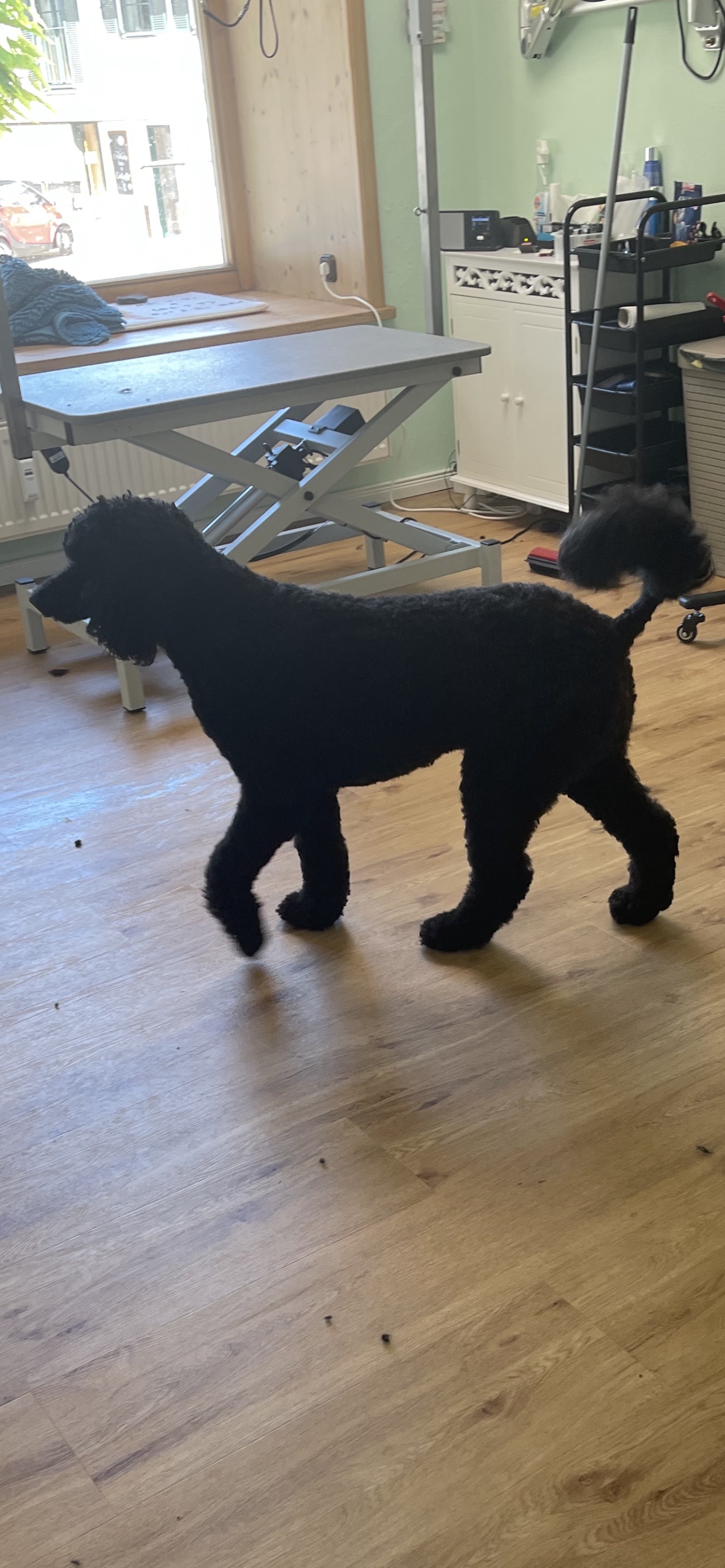 Top hundefriseur in der nähe moosburg